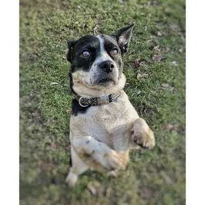 Finnigan's Wanderlust Whisker-Wearer Dog Collar 🐾